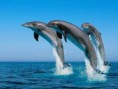 /album/fotogaleria/animales-acuaticos-jpg/